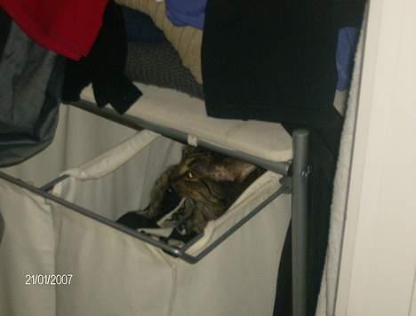 Huskat Max - Og i vaskekurve... billede 3