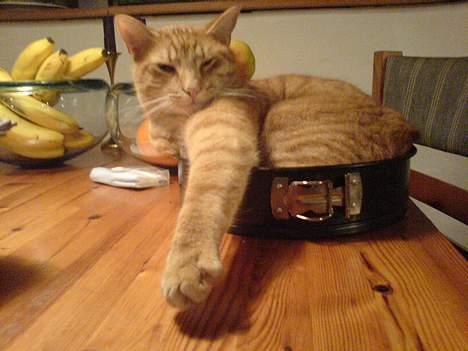 Blanding af racer Tarzan - i har da ikke tænkt jer at lave en kage ud af mig ?? billede 8