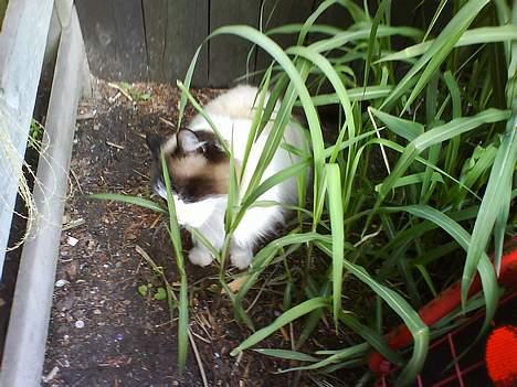 Ragdoll Mads  - her sidder jeg og gemmer mig  billede 13