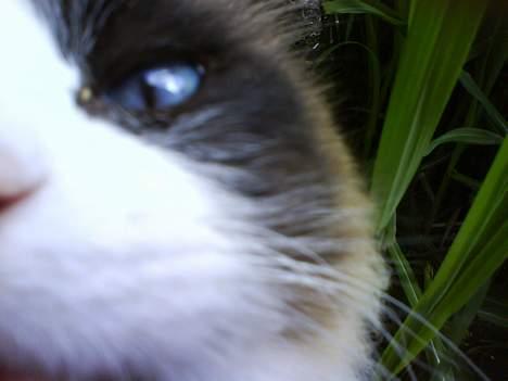 Ragdoll Mads  - hej med dig  billede 14