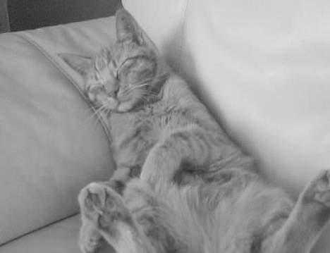 Huskat Koko og Nico*Død*  billede 8