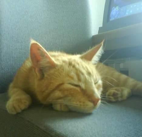 Huskat Koko og Nico*Død*  billede 9