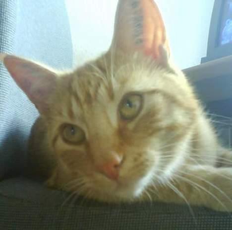 Huskat Koko og Nico*Død*  billede 10