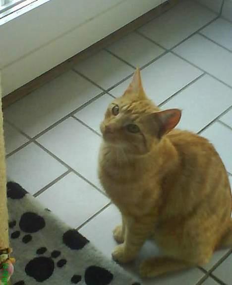 Huskat Koko og Nico*Død*  billede 11