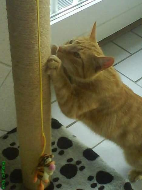 Huskat Koko og Nico*Død*  billede 12