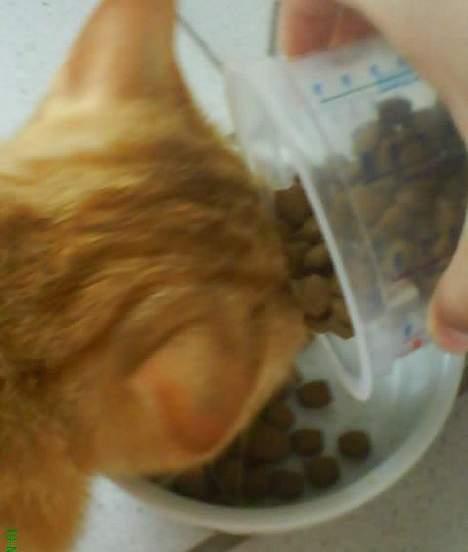 Huskat Koko og Nico*Død*  billede 13