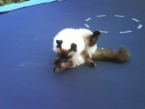 Ragdoll Mikkel - det er morgen og jeg laver morgen gymnastik billede 6