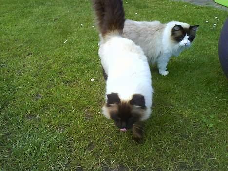 Ragdoll Mikkel - mig og brormand skal ud og lege  billede 7