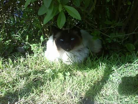 Ragdoll Mikkel - brormand er styg er han så, så nu gemmer jeg mig  billede 8