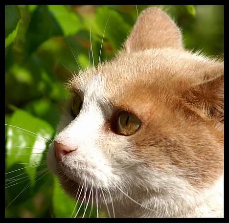 Blanding af racer Nala billede 1