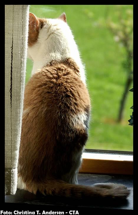 Blanding af racer Nala - Den smukke sidder i vindueskarmen og kigger ud i haven. (: billede 2