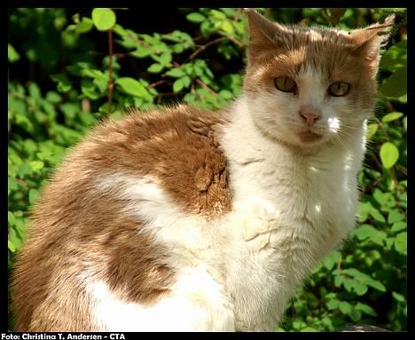 Blanding af racer Nala - Nala i profil .. (: billede 3