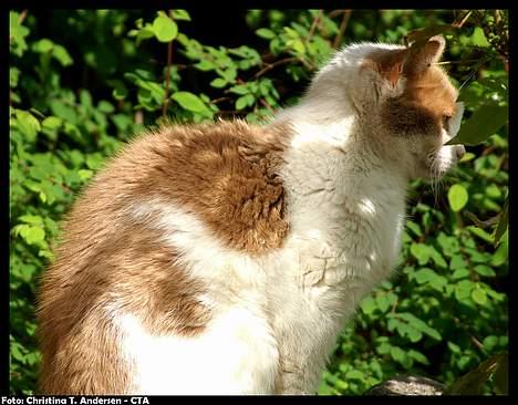 Blanding af racer Nala - Nala i profil. (: *TYKSAK!* billede 4