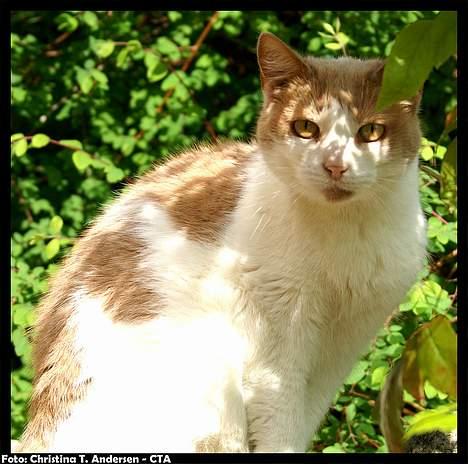 Blanding af racer Nala billede 5