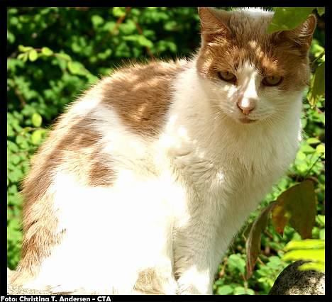 Blanding af racer Nala billede 6