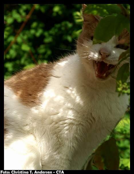 Blanding af racer Nala - "MIIIIAVV!" billede 7