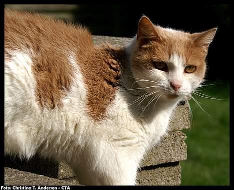 Blanding af racer Nala billede 8