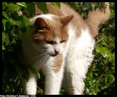 Blanding af racer Nala billede 9