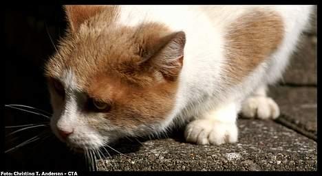 Blanding af racer Nala billede 10