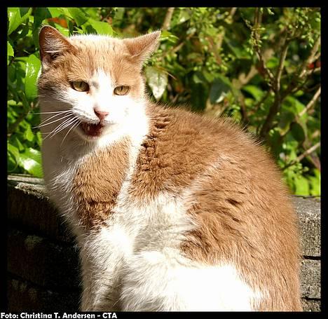 Blanding af racer Nala billede 11