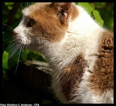 Blanding af racer Nala billede 12