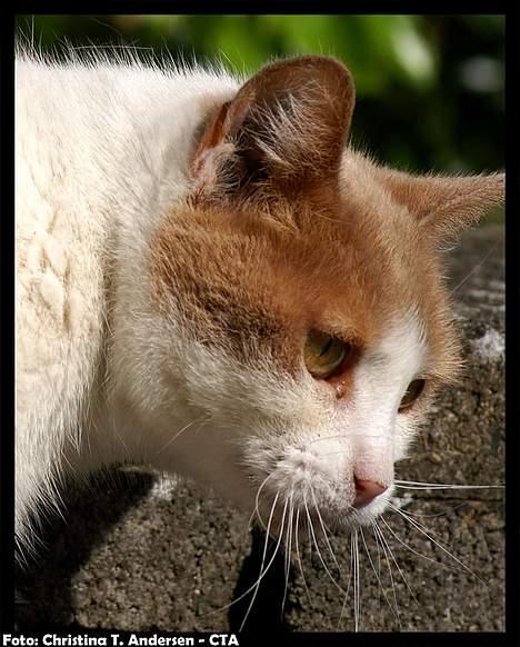 Blanding af racer Nala billede 13