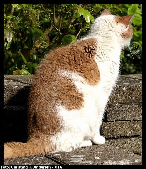 Blanding af racer Nala billede 14