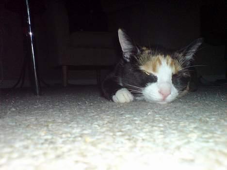 Blanding af racer Jessy billede 18