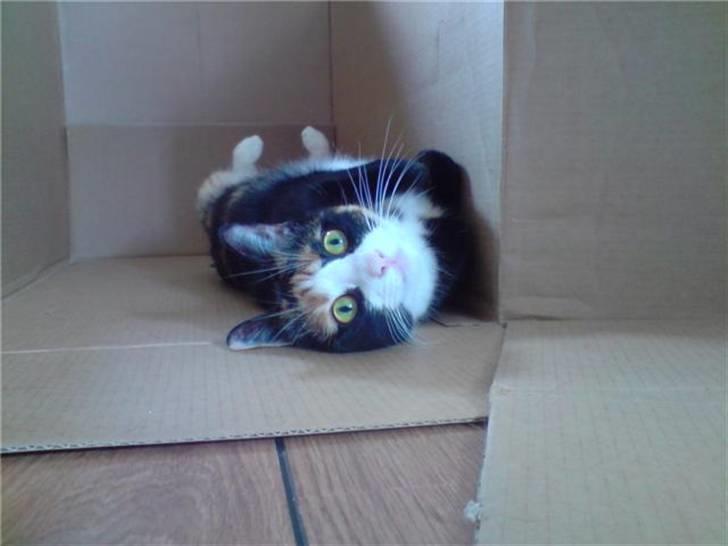 Blanding af racer Jessy - august 08 billede 19