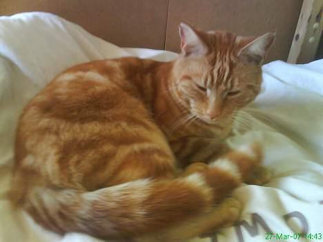 Blanding af racer Mini-Max billede 1