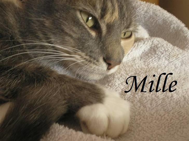 Huskat Mille <3 - Jeg er så uimodståelig! billede 1