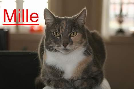 Huskat Mille <3 - Jeg skulle lige til at sove :) billede 2