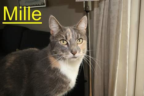 Huskat Mille <3 - Hov jeg vidste ikke du var så tæt! billede 3