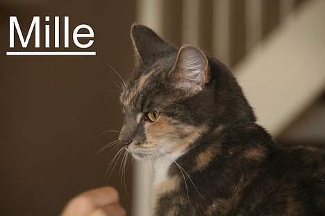 Huskat Mille <3 - Uhhhh... en fugl... Jeg har ikke tid til billeder! billede 4