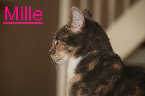 Huskat Mille <3 - Jeg keder mig! billede 5