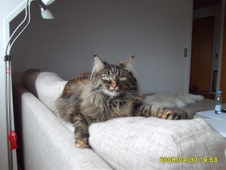 Norsk Skovkat Luna - nyt ( 1 maj ) billede 8