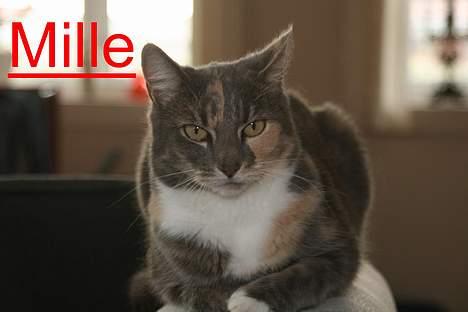 Huskat Mille <3 - Jeg sidder skævt! Hjælp jeg falder ned! billede 6