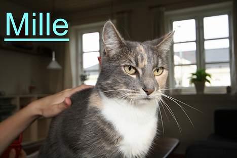 Huskat Mille <3 - Åh hvor er det dejligt af blive musset om! billede 7