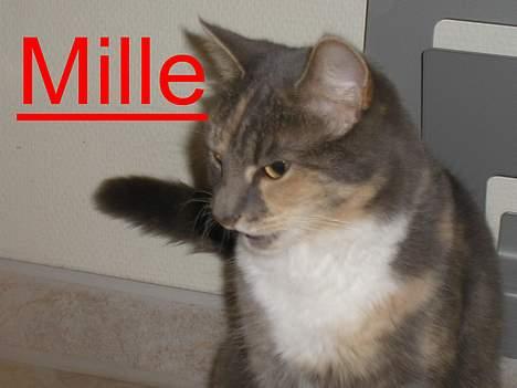 Huskat Mille <3 - Haps!!! Jeg havde dig næsten! billede 8