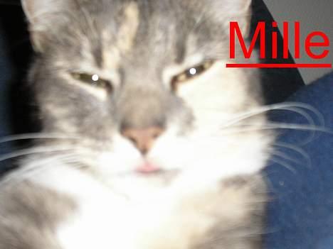 Huskat Mille <3 - Hehe jeg rækker tunge! billede 9