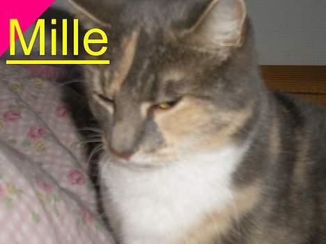 Huskat Mille <3 - Jeg ville fortælle noget... billede 10