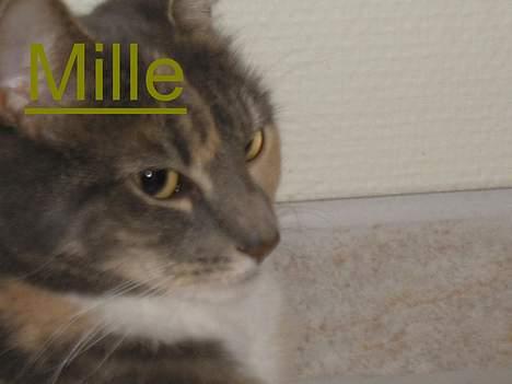 Huskat Mille <3 - Er det den fineste side? billede 11