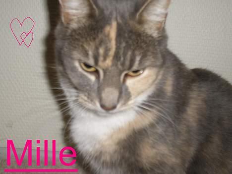 Huskat Mille <3 - Ser jeg ikke sød ud? billede 12
