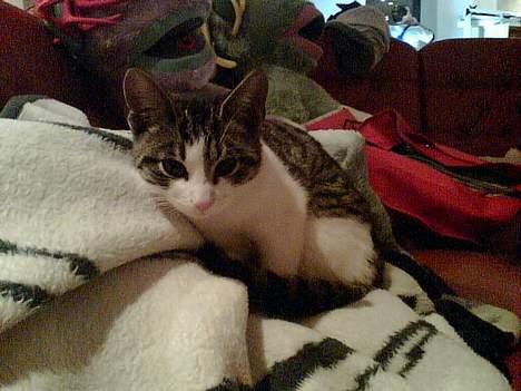 Huskat Manse (Død) :'( billede 2