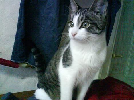 Huskat Manse (Død) :'( billede 3