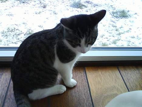 Huskat Manse (Død) :'( billede 4