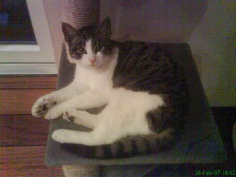 Huskat Manse (Død) :'( billede 5