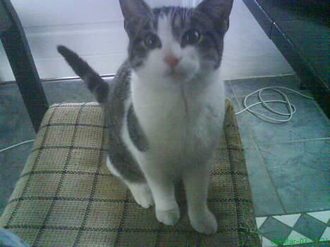 Huskat Manse (Død) :'( billede 6