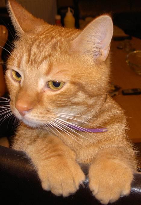 Huskat Robin - Hvad laver du? billede 1