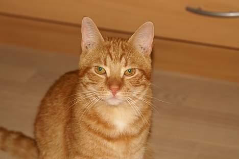 Huskat Robin - Mor sagde sit! billede 2